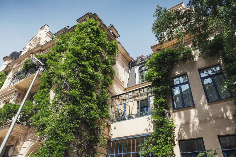 fassadenbegrünung am haus